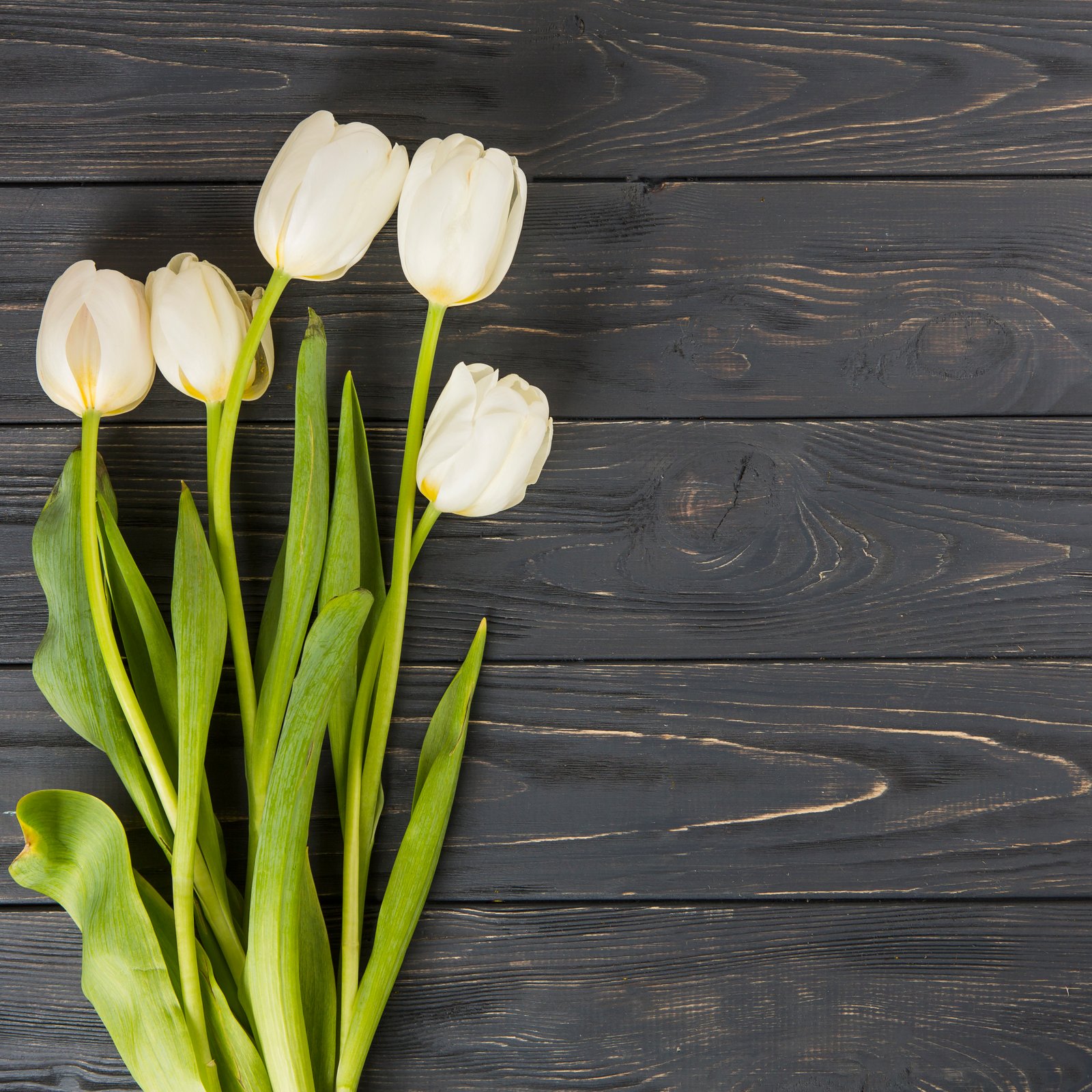 Ozar Tulip